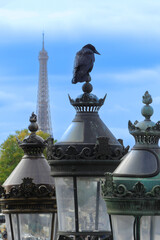 Fototapeta premium Bird, Corvus, perched on old lampposts on the place de la concorde, with the eiffel tower in the background. Crow in town.