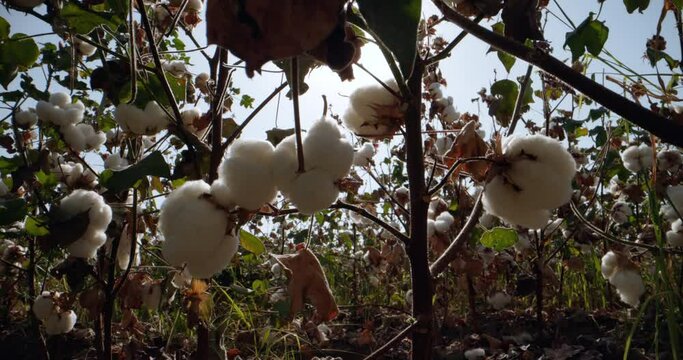 Close-up of organic cotton bushes grown under the rays of the sun in the fields without the use of chemicals and GMOs. Cotton textile industry. Extreme closeup in motion dolly probe lens view
