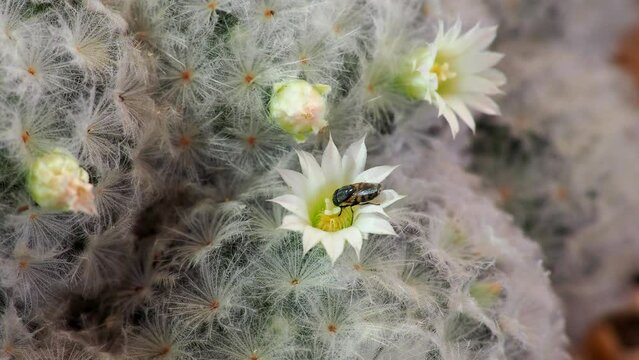 Bee eating honney on Blooming white flowers of Mammillaria cactus