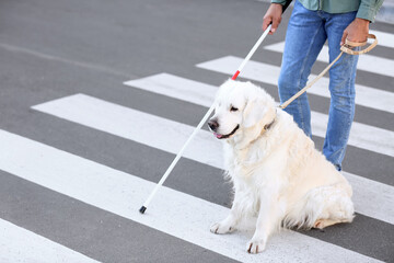 Guide dog with senior blind man on crosswalk in city