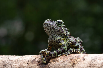 Closeup Vietnamese Mossy Frog (Theloderma corticale) or Tonkin Bug-eyed Frog.