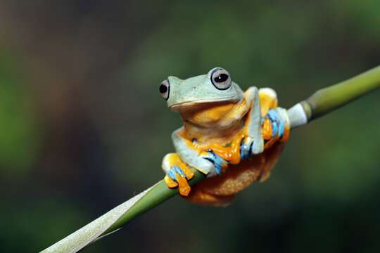 Flying Tree Frog or Gliding Frog (Rhacophorus reinwardtii) on a bamboo stick.