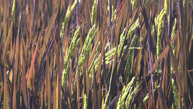 paddy rice riceberry in field