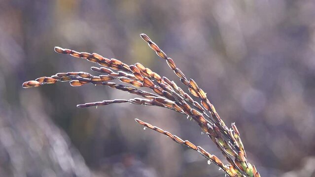 paddy rice riceberry in field slow motion