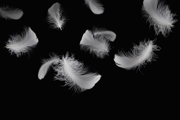 Obraz premium Abstract White Bird Feathers Falling in The Air. Feathers on Black Background. 