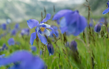 beautiful field of wildflowers in blue columbine flowers