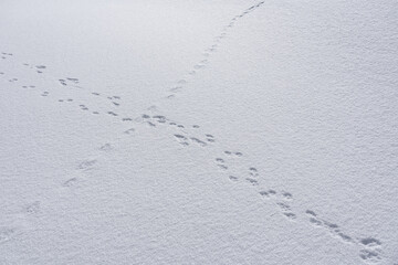 雪国の景色　動物の足跡