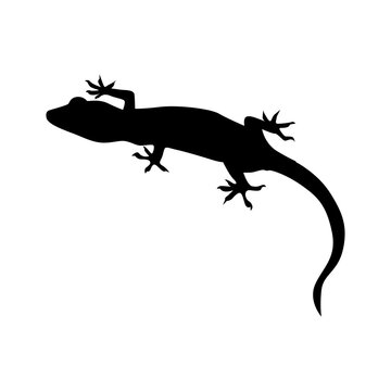 recommend clip art: Silhouette of lizard