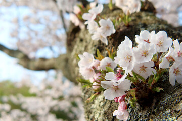 木の幹に直接咲いている桜
