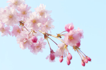 青空と枝垂桜 クローズアップ