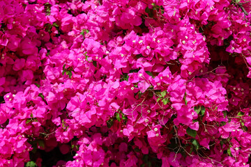Obraz premium View of bright pink flowers outdoors, closeup