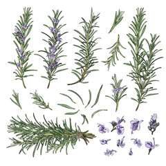 Naklejka premium Rosemary branches and flowers collection sketch vector illustration isolated.