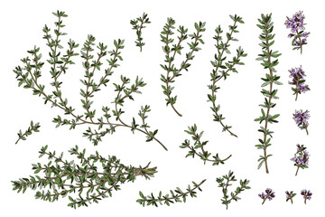 Thyme branches and flowers, hand drawn sketch vector illustration isolated on white background.