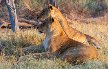 Fototapeta na wymiar Two lionesses on the alert for trespassers onto their territory on the African savannah