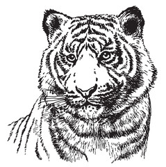 vector illustration of tiger