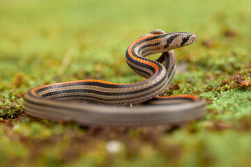 Banded coral snake