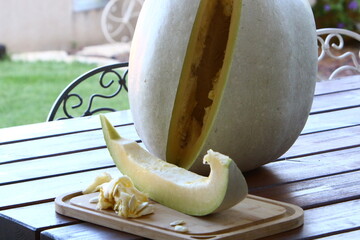 a large and ripe pumpkin has grown in the city garden.