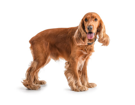 Red cocker spaniel on white background