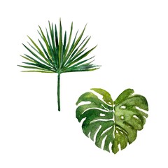 Palm leaf green branch set sketch watercolor 
