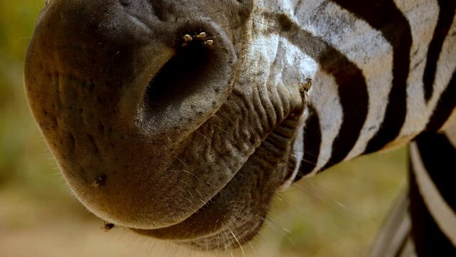Macros shot of flies walking over a zebras nose and mouth in the wild