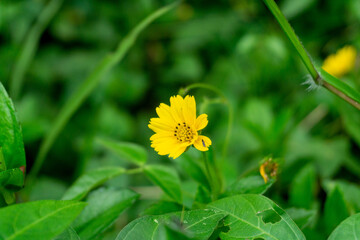 yellow flower