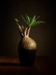 黒背景に映えるグラキリス