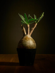 黒背景に映えるグラキリス