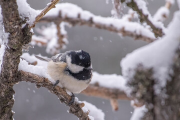 Obraz na płótnie Canvas Coal tit or cole tit (Periparus ater) grabbing at a snow covered branch during a snowfall. Snowy forest, animale in wild. Italian Alps, Monviso Natural Park.