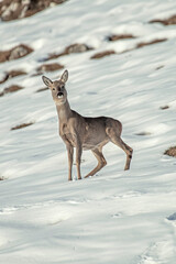 Wild Roe deer or roebuck (Capreolus capreolus) in alert on a snowy alpine slope, Italian Alps, Monviso park.