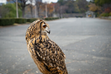 ふくろうは縁起が良い幸運の鳥