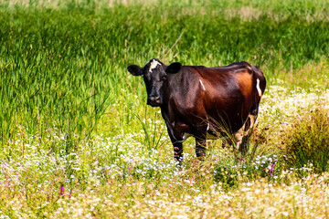A black cow grazes in the valley in summer. - 556393566