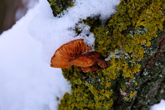 The mushrooms Flammulina velutipes on a tree covered with lichen and snow