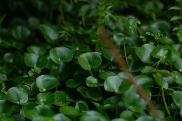 leaves in the garden