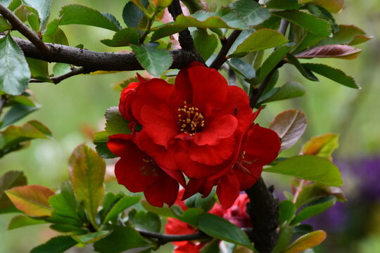 The red flowers of chaenomeles ornamental shrub