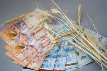 Almaty, Kazakhstan - 10.04.2022 : Banknotes of Kazakhstani tenge and stalks of harvested wheat on the table.