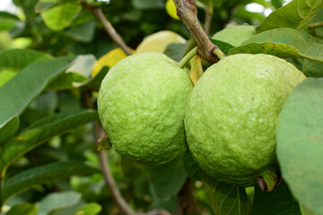 Fresh guava fruit with green leaf on the tree