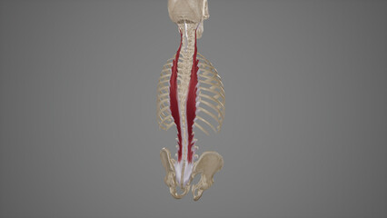 Anatomical Illustration of Longissimus Muscles.3d rendering