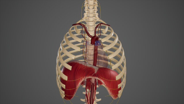 Blood Supply and Innervation of Diaphragm.3d rendering