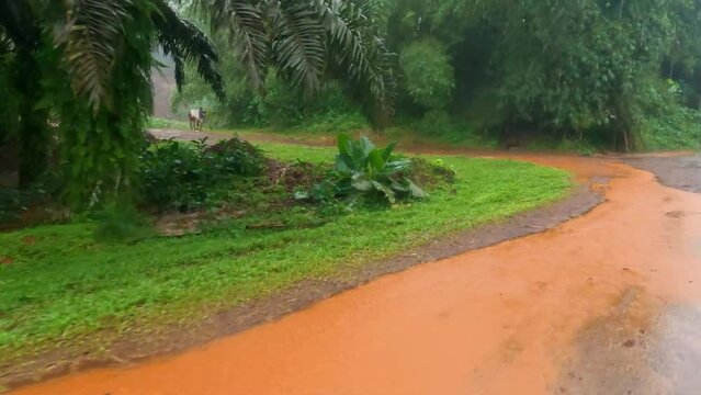 Driving on a very rainy day on a very muddy road at Sao Tome,Africa