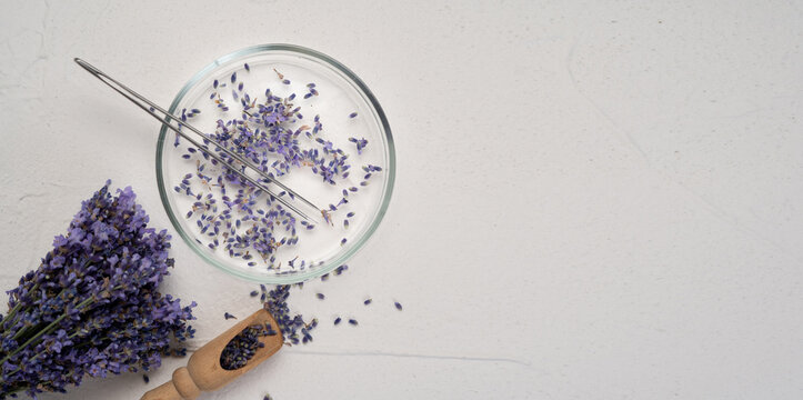 Bouquet of lavender, petri dish and tweezers on a white concrete background. Flat lay, top view. The concept of alternative medicine and lavender recipes