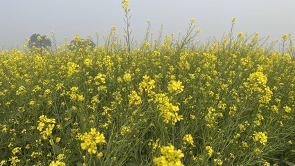 field of Mustered, yellow flowers, Flowers