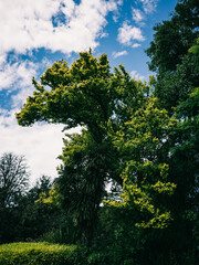 Fototapeta premium tree in the park