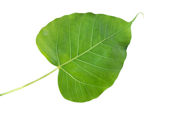 Heart shaped leaves tropical rainforest foliage plant nature isolated on white background.