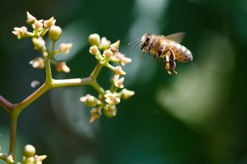 Bees in action during early summer