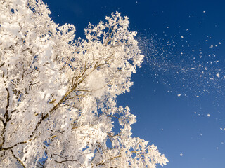 snow covered trees with blue sky - 556401302