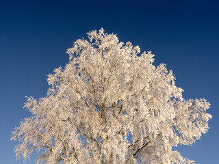snow covered trees with blue sky - 556401320