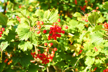 Obraz premium Red viburnum berries and leaves on a sunny day. Dremak. Kalenina. Viburnum opulus
