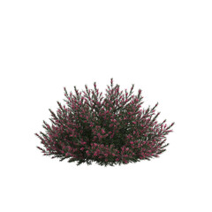 3d illustration of crimson villea bush isolated on transparent background