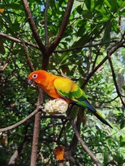 The sun parakeet (Aratinga solstitialis), also known in aviculture as the sun conure, is a medium-sized, vibrantly colored parrot native to northeastern South America.