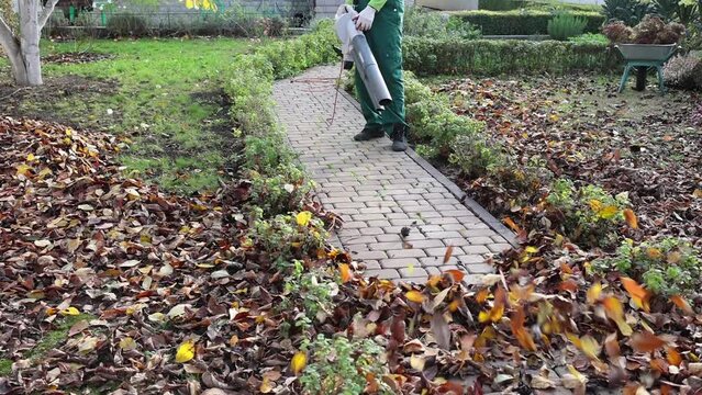 Unrecognizable man man take away dry autumn leaves using yard vacuum cleaner in the garden. Gardener clears leaves with a backpack blower.